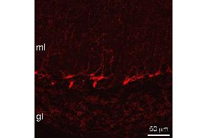 Indirect immunostaining of pepsin treated mouse cerebellum sections (dilution 1 : 500). (SLC6A1 抗体)