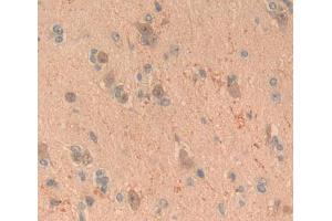 IHC-P analysis of brain tissue, with DAB staining. (FGF20 抗体  (AA 1-211))