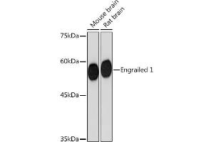 Western blot analysis of extracts of various cell lines, using Engrailed 1 Rabbit mAb (ABIN7266949) at 1:1000 dilution. (EN1 抗体)