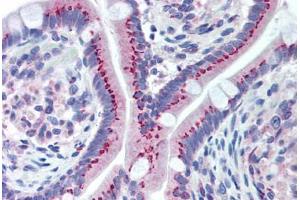 Human Small Intestine (formalin-fixed, paraffin-embedded) stained with GOLM1 antibody ABIN292241 at 1:100 followed by biotinylated goat anti-rabbit IgG secondary antibody ABIN481713, alkaline phosphatase-streptavidin and chromogen. (GOLM1 抗体  (AA 67-81))