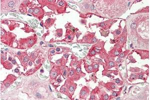 ABIN571241 (5µg/ml) staining of paraffin embedded Human Kidney. (RHCG 抗体  (Internal Region))