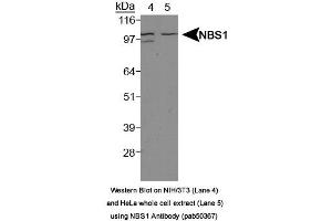 Image no. 1 for anti-NLR Family, Pyrin Domain Containing 2 (NLRP2) (Internal Region) antibody (ABIN363674) (NLRP2 抗体  (Internal Region))