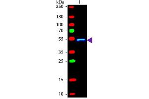 Western blot of Fluorescein conjugated Rabbit Anti-Mouse IgG1 (Gamma 1 chain) secondary antibody. (兔 anti-小鼠 IgG1 (Heavy Chain) Antibody (FITC) - Preadsorbed)