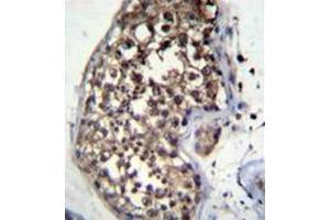 Immunohistochemistry analysis in formalin fixed and paraffin embedded human testis tissue reacted with FBXO15 Antibody (N-term) followed by peroxidase conjugation of the secondary antibody and DAB staining. (FBXO15 抗体  (N-Term))