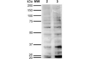Western Blot analysis of Human Cervical Cancer cell line (HeLa) showing detection of Hexanoyl-Lysine adduct-BSA using Mouse Anti-Hexanoyl-Lysine adduct Monoclonal Antibody, Clone 5E8 . (Hexanoyl-Lysine Adduct (HEL) 抗体 (Atto 594))