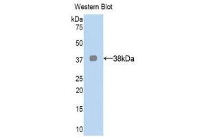 Western Blotting (WB) image for anti-Lactate Dehydrogenase A (LDHA) (AA 1-332) antibody (ABIN1078259)