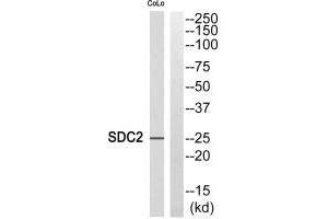 Western blot analysis of extracts from COLO cells, using SDC2 antibody. (Syndecan 2 抗体)