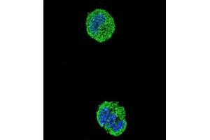 Immunofluorescence (IF) image for anti-V-Ets erythroblastosis Virus E26 Oncogene Homolog 1 (Avian) (ETS1) (AA 43-70), (N-Term) antibody (ABIN654675)