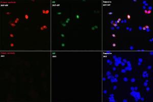 Immunofluorescence analysis of 293T cells transfected with GFP protein and untreated 293T cells using Rabbit anti GFP-Tag mAb (ABIN7267512) at dilution of 1:100 (40x lens). (GFP 抗体)