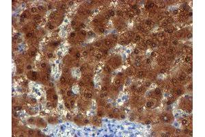 Image no. 2 for anti-NQO2 (NQO2) antibody (ABIN1499816) (NQO2 抗体)