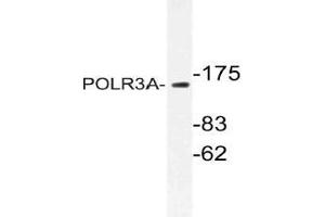 Western blot (WB) analysis of POLR3A antibody in extracts from HUVEC cells. (POLR3A 抗体)