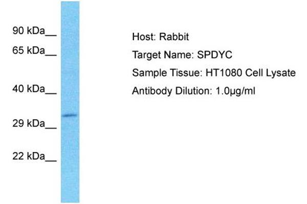 SPDYC 抗体  (N-Term)