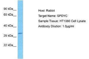 Host: Rabbit Target Name: SPDYC Sample Type: HT1080 Whole Cell lysates Antibody Dilution: 1. (SPDYC 抗体  (N-Term))