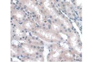 IHC-P analysis of Rat Kidney Tissue, with DAB staining. (LRG1 抗体  (AA 154-332))
