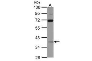 Image no. 1 for anti-Single Stranded DNA Binding Protein 3 (SSBP3) (AA 1-175) antibody (ABIN1501148) (SSBP3 抗体  (AA 1-175))