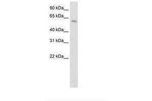 Image no. 1 for anti-Apoptosis Antagonizing Transcription Factor (AATF) (AA 481-530) antibody (ABIN202764)