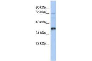 Image no. 1 for anti-UBA Domain Containing 2 (UBAC2) (AA 107-156) antibody (ABIN6743877) (UBAC2 抗体  (AA 107-156))
