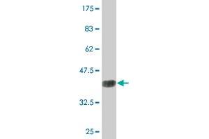 Western Blot detection against Immunogen (36. (AMPD2 抗体  (AA 86-185))