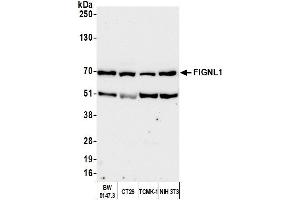 anti-Fidgetin-Like 1 (FIGNL1) (AA 1-50) antibody