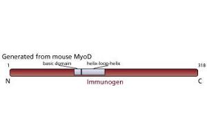 Image no. 1 for anti-Myogenic Differentiation 1 (MYOD1) antibody (ABIN967403) (MYOD1 抗体)