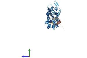 AlphaFold protein structure predicition of Human Recombinant MFSD8 Protein, UniprotID Q8NHS3 (MFSD8 Protein (AA 1-518) (His tag))