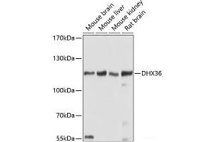 Western blot analysis of extracts of various cell lines using DHX36 Polyclonal Antibody at dilution of 1:1000. (DHX36 抗体)