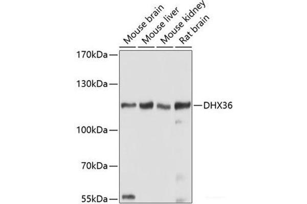 DHX36 抗体