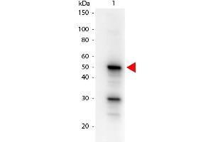 Western Blot of Mouse anti-Pdcd4 phospho S457 Biotin Conjugated antibody. (PDCD4 抗体  (Internal Region, pSer457) (Biotin))