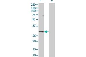 Western Blot analysis of PPP1R2 expression in transfected 293T cell line by PPP1R2 MaxPab polyclonal antibody. (PPP1R2 抗体  (AA 1-205))