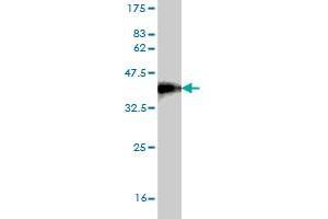 Western Blot detection against Immunogen (36. (TWSG1 抗体  (AA 124-223))