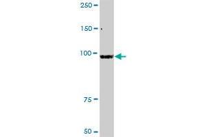 Western Blotting (WB) image for anti-Zinc Finger, BED-Type Containing 1 (ZBED1) (AA 1-694) antibody (ABIN948780)