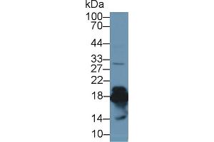 Western Blotting (WB) image for anti-Superoxide Dismutase 1, Soluble (SOD1) (AA 2-154) antibody (ABIN7429211)
