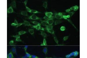 Immunofluorescence (IF) image for anti-Cytochrome C Oxidase Subunit VIa Polypeptide 1 (COX6A1) antibody (ABIN7260863)