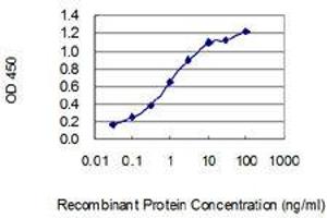 Detection limit for recombinant GST tagged SHANK1 is 0. (SHANK1 抗体  (AA 2088-2161))