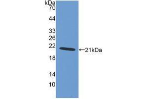 Western blot analysis of recombinant Human AIF1. (Iba1 抗体  (AA 1-147))