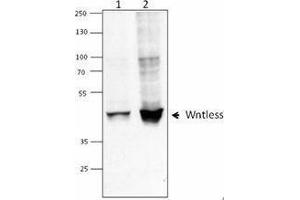 Western Blotting (WB) image for anti-Wntless Homolog (WLS) antibody (ABIN2666414) (GPR177/WLS 抗体)