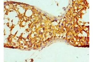 Immunohistochemistry of paraffin-embedded human testis tissue using ABIN7164281 at dilution of 1:100 (PRND 抗体  (AA 20-160))