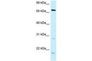 Image no. 1 for anti-Dystrophia Myotonica, WD Repeat Containing (DMWD) (AA 509-558) antibody (ABIN6747907) (DMWD 抗体  (AA 509-558))