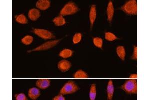Immunofluorescence analysis of L929 cells using ENO2 Polyclonal Antibody at dilution of 1:100. (ENO2/NSE 抗体)