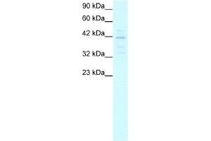 MORF4L1 antibody used at 5-10 ug/ml to detect target protein.