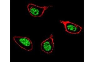 Confocal immunofluorescent analysis of PCNA antibody with 293 cells followed by Alexa Fluor 488-conjugated goat anti-rabbit lgG (green). (PCNA 抗体  (AA 231-261))