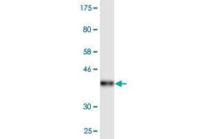 Western Blot detection against Immunogen (36. (DDO 抗体  (AA 270-369))
