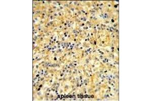 Formalin-fixed and paraffin-embedded human spleen reacted with CCDC3 Antibody (C-term), which was peroxidase-conjugated to the secondary antibody, followed by DAB staining. (CCDC3 抗体  (C-Term))