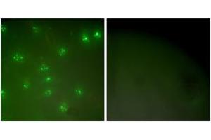 Immunofluorescence analysis of COS7 cells, using Cyclin A Antibody. (Cyclin A 抗体  (AA 221-270))