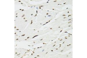 Immunohistochemistry of paraffin-embedded mouse heart using EDF1 antibody.