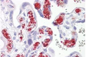 Anti-TBKBP1 antibody IHC staining of human placenta. (TBKBP1 抗体  (AA 300-350))
