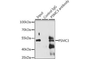 Immunoprecipitation analysis of 200 μg extracts of Jurkat cells, using 3 μg PSMC3 antibody (ABIN6131892, ABIN6146324, ABIN6146325 and ABIN6217303). (PSMC3 抗体  (AA 1-180))