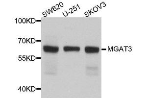 Western blot analysis of extracts of various cell lines, using MGAT3 antibody. (MGAT3 抗体  (AA 364-533))