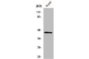 Western Blot analysis of HepG2 cells using Nap1 Polyclonal Antibody (AZI2 抗体  (N-Term))