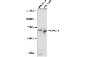 Western blot analysis of extracts of various cell lines, using FBXO33 antibody (ABIN7267091) at 1:1000 dilution. (FBXO33 抗体  (AA 346-555))